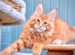 Willow - Maine Coon Kitten For Sale - Miami&comma; FL&comma; US