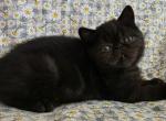 Wesson - Exotic Kitten For Sale - 