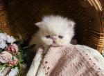 FLAME POINT Female CFA - Himalayan Kitten For Sale - Lacey&comma; WA&comma; US
