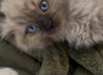 Samantha - Ragdoll Kitten For Sale - San Diego&comma; CA&comma; US