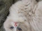 Sara - Ragdoll Kitten For Sale - San Diego&comma; CA&comma; US