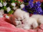 FR09 CFA Sweat Pea Tortie Point Himalayan Female - Himalayan Kitten For Sale - Lacey&comma; WA&comma; US