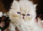 Tortie Point Available CFA - Persian Kitten For Sale - Lacey&comma; WA&comma; US