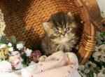 Blue Golden Tabby Cream Available CFA Female - Persian Kitten For Sale - Lacey&comma; WA&comma; US