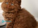 Fred - British Shorthair Kitten For Sale - Pembroke Pines&comma; FL&comma; US