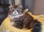 Chocolate and white persian kitten available - Persian Kitten For Sale - Fort Loudon&comma; PA&comma; US