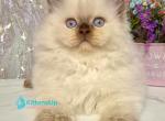 Alex - British Shorthair Kitten For Sale - Norwalk&comma; CT&comma; US