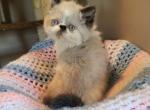 Adorable kitty's available - Himalayan Kitten For Sale - 