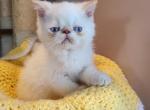 Flame point Himalayan kitty's - Himalayan Kitten For Sale - 