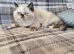 Himalayan kitty's available - Himalayan Kitten For Sale - 