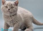 Larsen - British Shorthair Kitten For Sale - Norwalk&comma; CT&comma; US