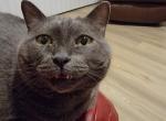 Gracie - Russian Blue Cat For Adoption - Cape Coral&comma; FL&comma; US