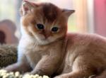 Elton John - British Shorthair Kitten For Sale - Grand Rapids&comma; MI&comma; US