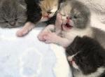 Bowie's babies - Exotic Kitten For Sale - 