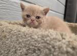 Siegfried - Exotic Kitten For Sale - 