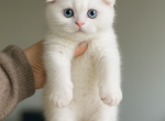 Blue - Scottish Fold Kitten For Sale - Harrisburg&comma; NC&comma; US