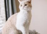 Marmalade British Shorthair - British Shorthair Cat For Sale - Rancho Cucamonga&comma; CA&comma; US