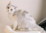 Calico Selkirk Rex Shorthair - Selkirk Rex Cat For Sale - Rancho Cucamonga&comma; CA&comma; US