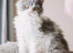 Blue Tuxedo Selkirk Rex - Selkirk Rex Cat For Sale - Rancho Cucamonga&comma; CA&comma; US