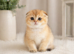Chanel - Scottish Fold Kitten For Sale - Harrisburg&comma; NC&comma; US