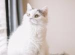 White Gray Tail Selkirk Rex - Selkirk Rex Cat For Sale/Retired Breeding - Rancho Cucamonga&comma; CA&comma; US