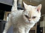 Cream Colored Selkirk Rex Short Haired - Selkirk Rex Kitten For Sale - Rancho Cucamonga&comma; CA&comma; US