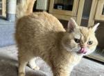 Ginger Selkirk Rex - Selkirk Rex Kitten For Sale - 