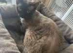 Black Devon Rex - Devon Rex Cat For Sale - Rancho Cucamonga&comma; CA&comma; US