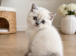 Princess - British Shorthair Kitten For Sale - 