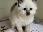 Bali kitten - Siamese Kitten For Sale - Middleburg&comma; PA&comma; US