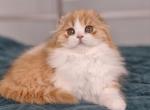 Mufasa - Scottish Fold Kitten For Sale - Miami&comma; FL&comma; US