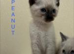 Peanut - Siamese Kitten For Sale - 