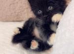 Lovely - Ragdoll Kitten For Sale - 