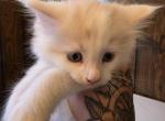 Large Cream and white male maine coon - Maine Coon Kitten For Sale - Easton&comma; PA&comma; US