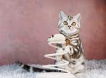 Quincy - Scottish Straight Kitten For Sale - 