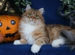 POTAP OMILI STARS - Siberian Cat For Sale/Retired Breeding - 