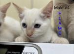 Flame - Siamese Kitten For Sale - 