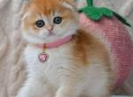 Amanda - Scottish Fold Kitten For Sale - NY&comma; US