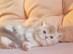 Avalon - British Shorthair Kitten For Sale - NY&comma; US