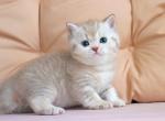 Angel - British Shorthair Kitten For Sale - NY&comma; US