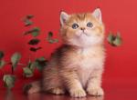 Benjamin - British Shorthair Kitten For Sale - NY&comma; US