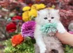 Silver - Scottish Straight Kitten For Sale - 