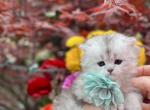Silver - Scottish Straight Kitten For Sale - Kent&comma; WA&comma; US