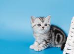Keanu - British Shorthair Kitten For Sale - NY&comma; US