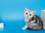 Madia - British Shorthair Kitten For Sale - NY&comma; US