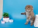 Lemiana - Scottish Fold Kitten For Sale - NY&comma; US