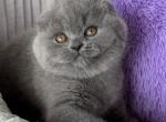 Salsa - Scottish Fold Kitten For Sale - NY&comma; US