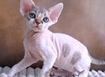 Betsy - Devon Rex Kitten For Sale - Norwalk&comma; CT&comma; US