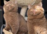 Upcoming British Shorthair Litter - British Shorthair Kitten For Sale - Staten Island&comma; NY&comma; US