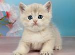 Princess - British Shorthair Kitten For Sale - NY&comma; US